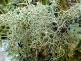 Biatoropsis usnearum image