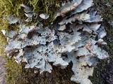 Lobaria scrobiculata image