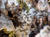 Lobaria scrobiculata image