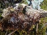 Lobaria scrobiculata image