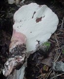 Fistulina hepatica image