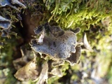 Sticta limbata image