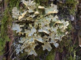 Pseudocyphellaria aurata image