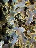 Pseudocyphellaria aurata image