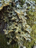 Pseudocyphellaria aurata image