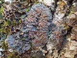 Degelia plumbea image