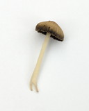 Coprinellus impatiens image