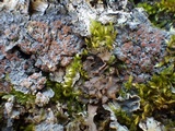 Degelia plumbea image