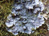 Degelia cyanoloma image
