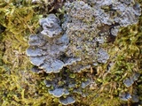 Degelia cyanoloma image