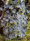 Degelia cyanoloma image