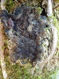 Degelia cyanoloma image