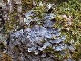 Degelia cyanoloma image