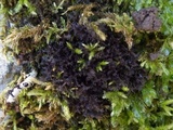Leptogium lichenoides image