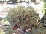 Leptogium brebissonii image