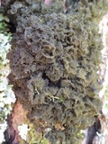 Leptogium brebissonii image