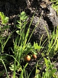 Psilocybe coprophila image