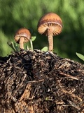 Psilocybe coprophila image