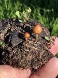 Psilocybe coprophila image