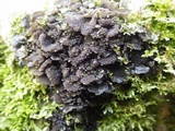 Collema auriforme image