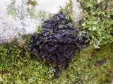 Collema auriforme image