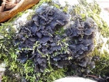 Collema auriforme image