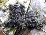 Collema auriforme image