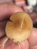 Leucoinocybe lenta image