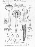 Hygrophorus subaromaticus image