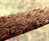 Hydnoporia olivacea image