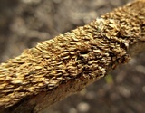 Hydnoporia olivacea image