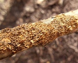 Hydnoporia olivacea image