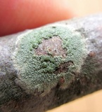 Lecanora strobilina image