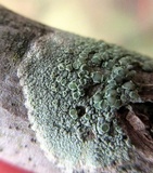 Lecanora strobilina image