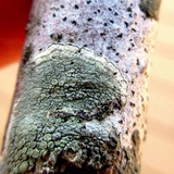 Lecanora strobilina image