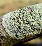 Lecanora strobilina image