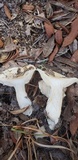 Hygrophorus sordidus image