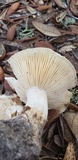 Hygrophorus sordidus image