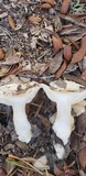 Hygrophorus sordidus image