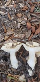 Hygrophorus sordidus image