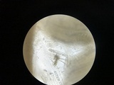 Helvella macropus image