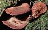 Callistosporium purpureomarginatum image