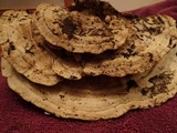 Trametes gibbosa image