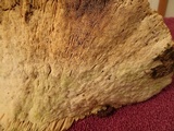Trametes gibbosa image