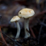 Hydnum oregonense image