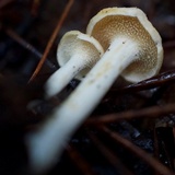 Hydnum oregonense image