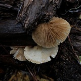 Crepidotus mollis image
