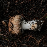 Agaricus arorae image
