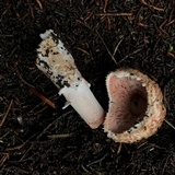 Agaricus arorae image