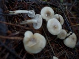 Hygrophorus agathosmus image